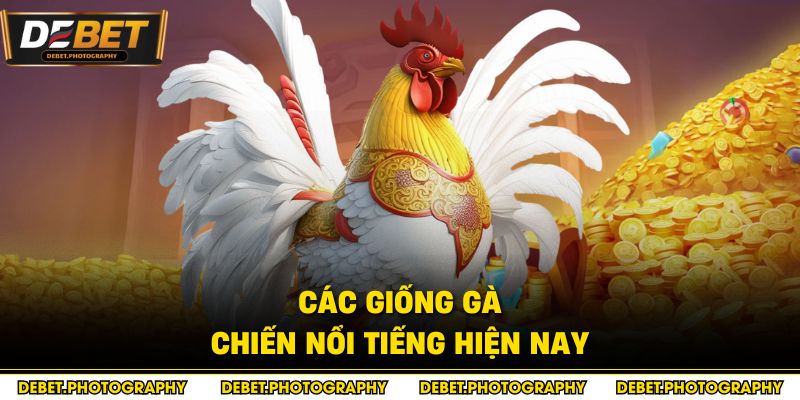 Các giống gà chiến nổi tiếng hiện nay